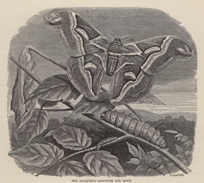 Ailanthus bource morušového a můra (rytina) od Friedrich Specht