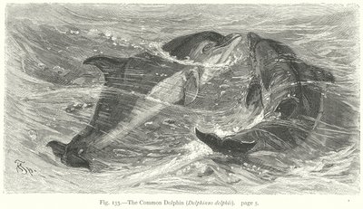 Delfín obecný (Delphinus Delphis) (rytina) od Friedrich Specht
