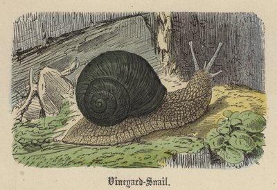 Vineyard-Snail (barevná rytina) od Friedrich Specht