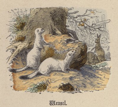Weasel (barevné rytí) od Friedrich Specht