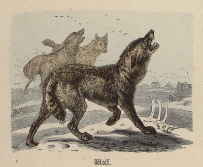 Vlk (barevná rytina) od Friedrich Specht