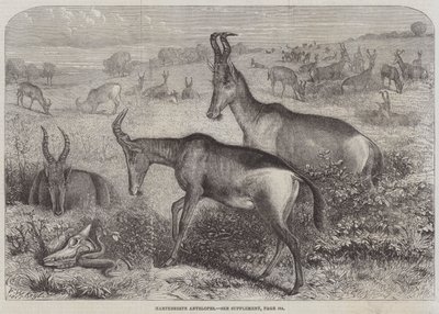 Antilopa Hartebeest od Friedrich Wilhelm Keyl