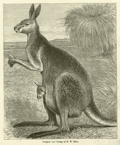 Kangaroo and Young (rytina) od Friedrich Wilhelm Keyl