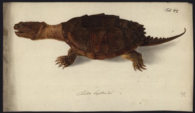 Chelydra serpentina, před rokem 1792 od Friedrich Wilhelm Wunder