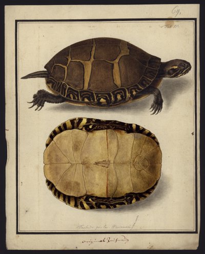 Chrysemys picta, před rokem 1792 od Friedrich Wilhelm Wunder