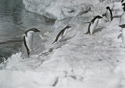 Tučňáci skáčou na ledovou nohu, c1911, 1913. od G. Murray Levick
