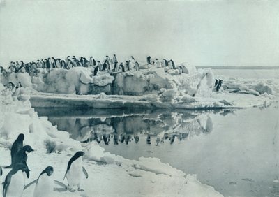 Penguins on Ice-Foot, c1911, 1913 od G. Murray Levick
