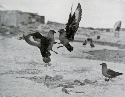 Skua Gulls Fighting Over Some Blubber, 1911, 1913 od G. Murray Levick