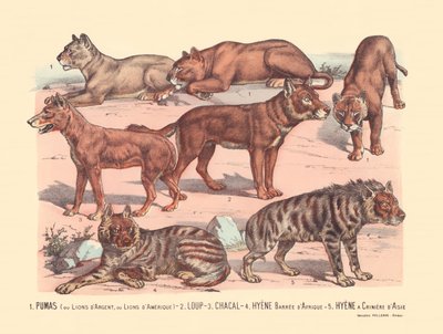 Strana 13: Pumy nebo stříbrní lvi nebo američtí lvi Vlk, šakal, hyena africká, hyena asijská od Gabriel Gostiaux