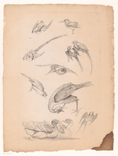 Jedenáct čínských ptáků, včetně kachen a conures Různí čínští ptáci (název série) Livre des differentes éspeces d