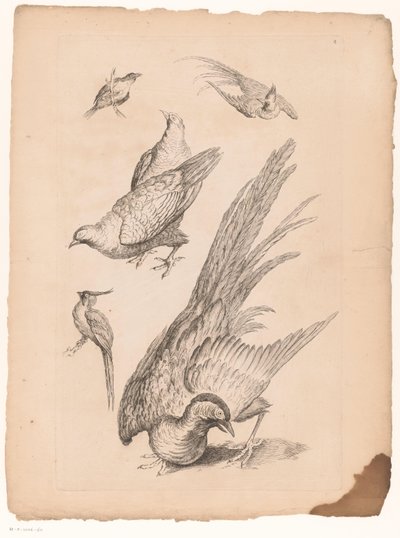 Zes čínské vogely Verschillende Chinese Vogels (název série) Kniha různých druhů ptáků Číny (název série) od Gabriel Huquier (attributed to)