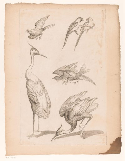 Sedm čínských ptáků, včetně volavek a Conures Různí čínští ptáci (název série) Livre des differentes éspeces d