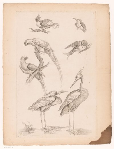 Sedm čínských ptáků, včetně volavek a Conures Různí čínští ptáci (název série) Livre des differentes éspeces d