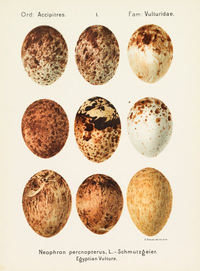 Palearktická univerzální oologie, 1906. od Georg Albert Julius Krause