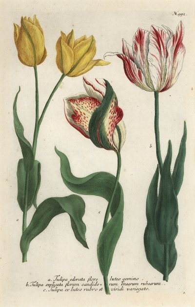 Odrůdy tulipánů, Tulipa gesneriana od Georg Dionysius (after) Ehret