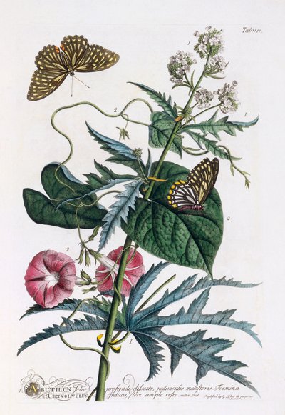 1. Abutilon, 2. Convolvulus, c. 1748 ručně kolorovaná rytina. od "Georg Dionysius Ehret