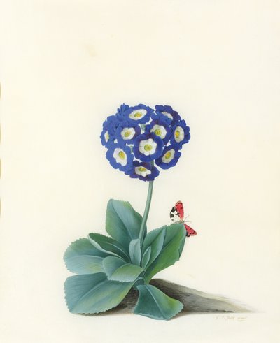 Modrý Auricula od Georg Dionysius Ehret
