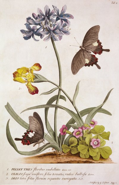 Agapanthus africanus, Iris variegata a druh Oxalis, z „Plantae a Papiliones Rariores“, 1749 od Georg Dionysius Ehret