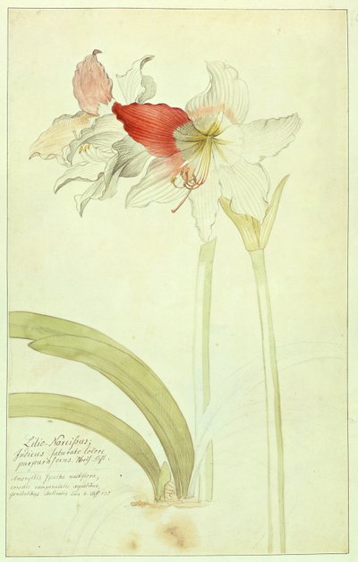 Amaryllis: Lilio-Narcissus, Indicus od Georg Dionysius Ehret