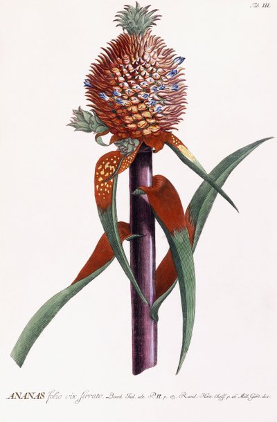 Ananas od Georg Dionysius Ehret