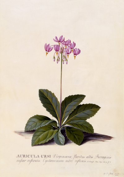 Auricula ursi, Shooting Star, c.1744 (ručně kolorovaná rytina) od Georg Dionysius Ehret