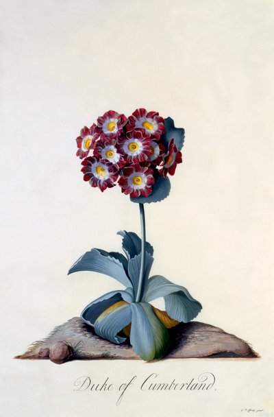 Auricula vévoda z Cumberland c. 1743 ručně kolorovaná rytina. od "Georg Dionysius Ehret
