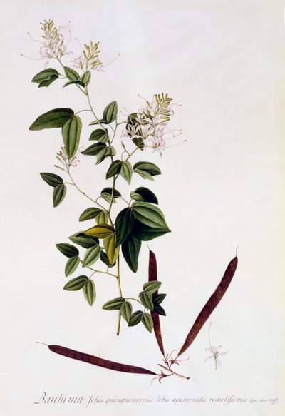 Bauhinia, c. 1745 ručně kolorovaná rytina. od "Georg Dionysius Ehret