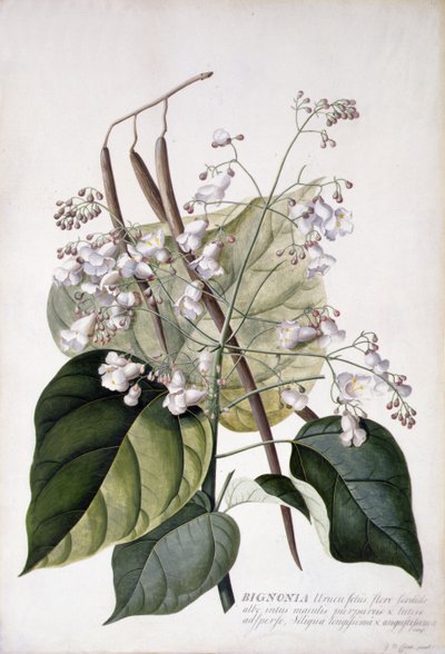 Bignonia (tužka, akvarel a tělová barva na pergamenu) od Georg Dionysius Ehret