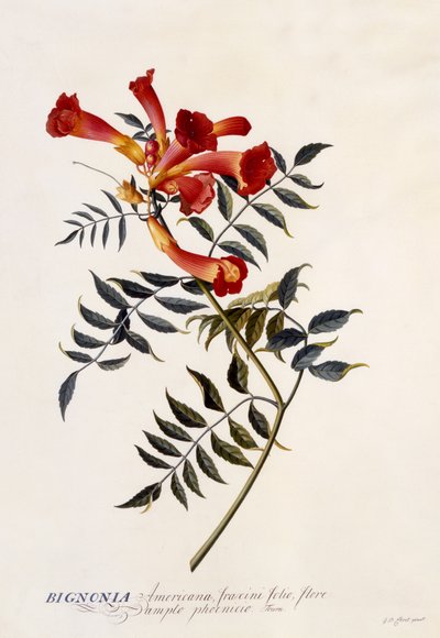 Bignonia Americana, c.1743 (ručně kolorovaná rytina) od Georg Dionysius Ehret