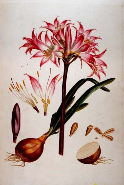 Botanická deska z ‚Plantae Selectae‘ (1750-73) (také sestavil Christoph Jacob Trew) od Georg Dionysius Ehret