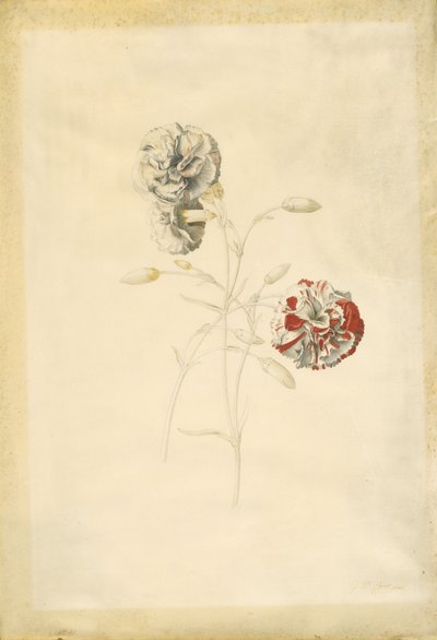Karafiáty od Georg Dionysius Ehret