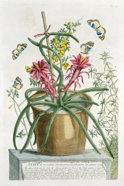Cereus Minimus, cca 1745 (barevné lito) od Georg Dionysius Ehret