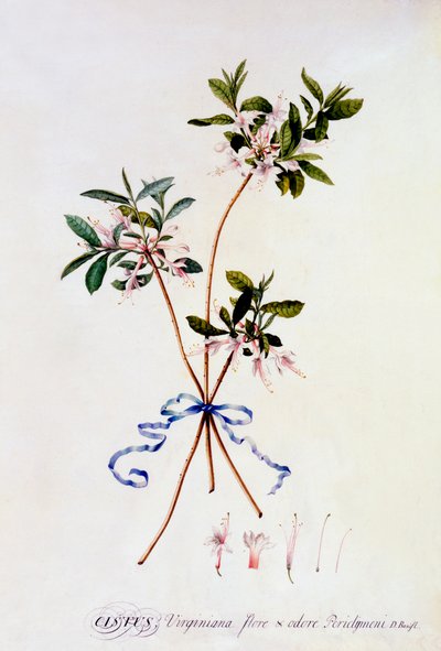 Cistus Virginiana, c. 1743 ručně kolorovaná rytina. od "Georg Dionysius Ehret