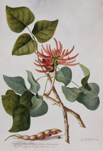 Coral Tree (tužka a akvarel) od Georg Dionysius Ehret
