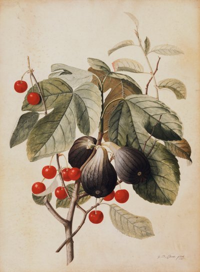 Fíky a třešně, 1747 od Georg Dionysius Ehret