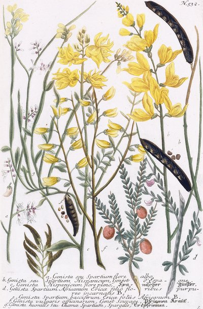 Genista od Georg Dionysius Ehret