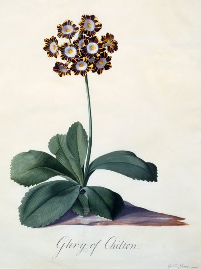 Glory of Chilton c. 1745 ručně kolorovaná rytina. od "Georg Dionysius Ehret