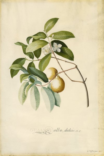 Guava od Georg Dionysius Ehret