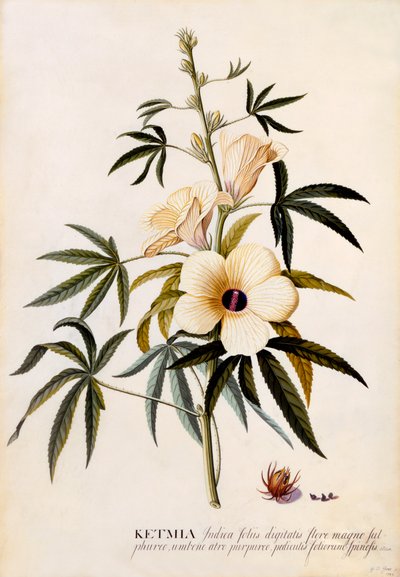 Ketmia, c. 1742 ručně kolorovaná rytina. od "Georg Dionysius Ehret