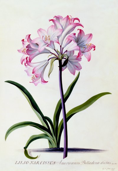 Lilio Narcissus, c. 1744 ručně kolorovaná rytina. od "Georg Dionysius Ehret