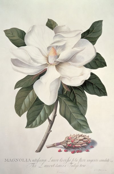 Magnólie od Georg Dionysius Ehret