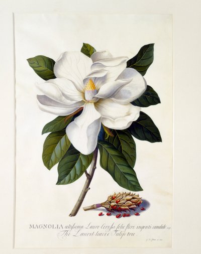 Magnolia Grandiflora, c. 1743 ručně kolorovaná rytina. od "Georg Dionysius Ehret