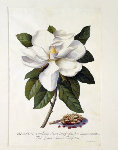 Magnolia grandiflora, c.1743 (ručně kolorovaná rytina) od Georg Dionysius Ehret