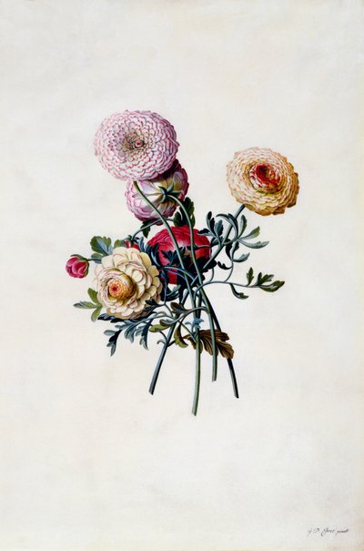 Smíšené Ranunculas, c. 1743 ručně kolorovaná rytina. od "Georg Dionysius Ehret