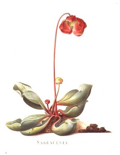 PD.117-1973.f23 Sarracenia purpurea (láčkovka) 1764 (akvarel a kvaš na pergamenu) od Georg Dionysius Ehret