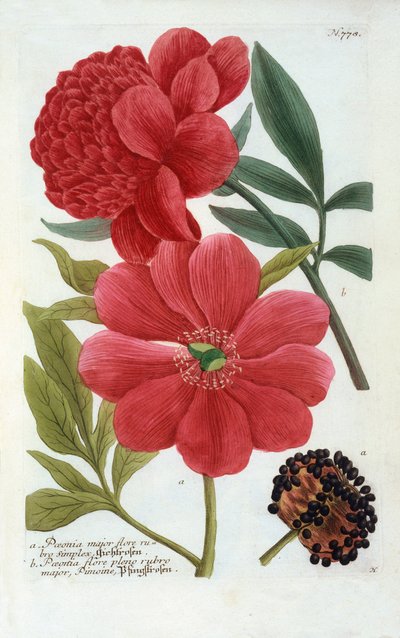 Paeonia, ručně kolorovaná rytina. od "Georg Dionysius Ehret