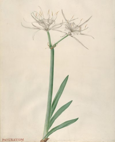 Pancratium, 1738-70. od Georg Dionysius Ehret