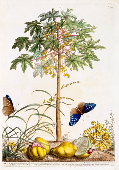 Papaya, c. 1748 ručně kolorovaná rytina. od "Georg Dionysius Ehret