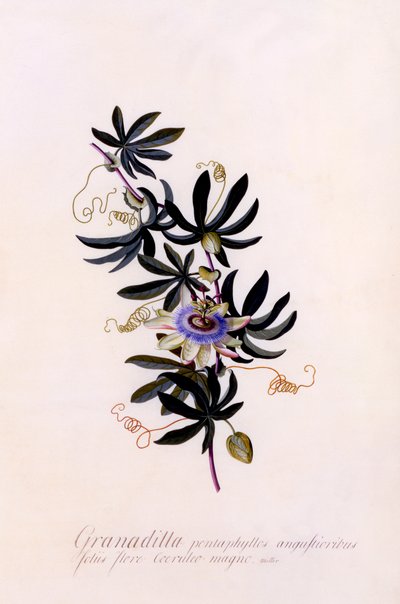 Passiflora Granadilla, c. 1745 ručně kolorovaná rytina. od "Georg Dionysius Ehret