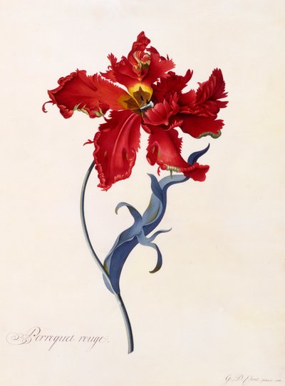 Perroquet Rouge, c. 1744 ručně kolorovaná rytina. od "Georg Dionysius Ehret